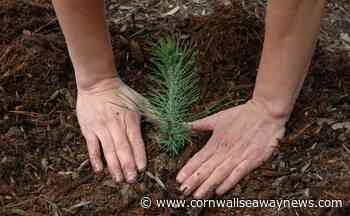 Cornwall to host climate action webinar - Cornwall Seaway News