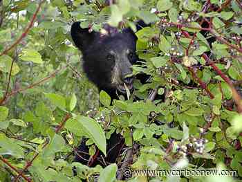 Quesnel City Council presented with idea to reduce bear conflicts in the area - mycariboonow.com