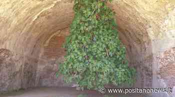 A Bacoli la pianta di fico che cresce a testa in giù - Positanonews - Positanonews