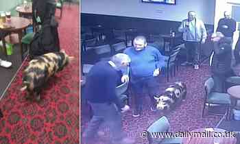 VIDEO: Ronnie the pig trots into a Durham Working Men's club - Daily Mail