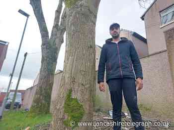 Shop owner calls for swift action over 'danger trees'