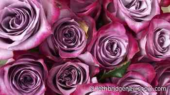 Flower supply chain issues prompt some B.C. buyers to look local - Lethbridge News Now