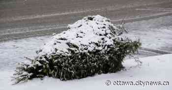 Christmas tree pick-up begins in Smiths Falls this week - CityNews Ottawa