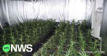 Cannabisplantage ontdekt in een garage in Ekeren - VRT NWS
