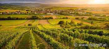 Burgenland: Best of Rosalia DAC