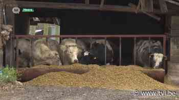 Ophef in Heers dat percelen aan boeren wil verkopen - tvl.be