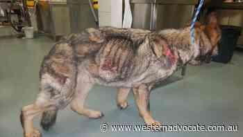 Vic dog neglected due to financial strain - Western Advocate