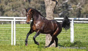 Catalogues for Bathurst Gold Crown Yearling Sale available - Harnesslink