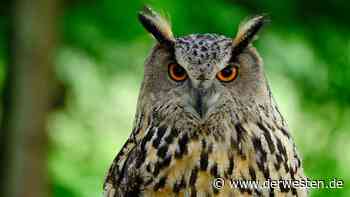 Essen: Nur wegen einem Vogel – Stadt kauft gesamtes Grundstück - DER WESTEN