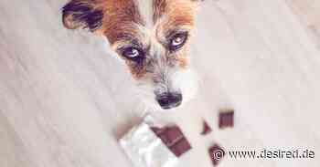 Giftige Lebensmittel: Was dürfen Hunde nicht essen? - desired.de