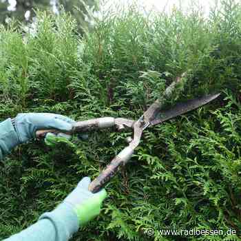 Naturschutz in Essen: Kurioses Heckenscheren-Verbot startet - Radio Essen