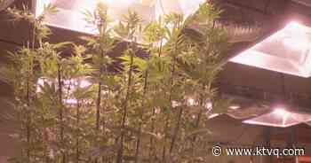 City of Billings ready to issue medical marijuana business licenses - KTVQ Billings News
