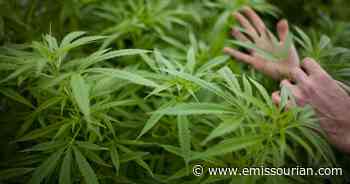 Criticism of Missouri medical marijuana system seeps into initiative petition debate - The Missourian