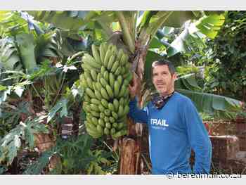 Glenmore gardener shares how to harvest 30kgs of bananas at home - Berea Mail