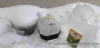 Ask the Master Gardener: Get a head start on spring by winter sowing seeds now - Brainerd Dispatch