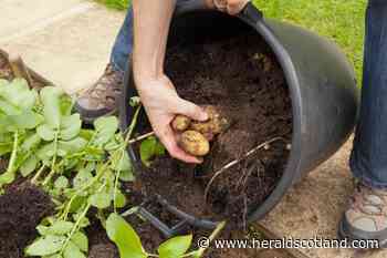 Scotland's important tattie trade sacrificed to Brexit, says Herald gardener Dave Allan - HeraldScotland