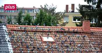 Taubenplage in Raunheim verärgert Anwohner - Echo Online