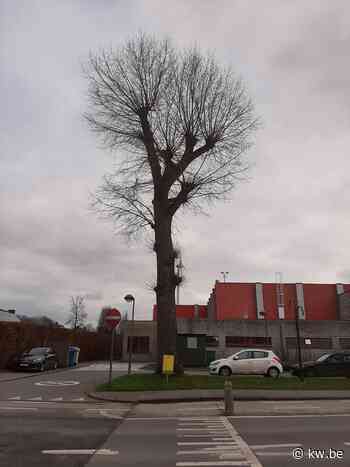 Populier aan sportcentrum Avelgem ziek door schadelijke zwammen: “Jammer dat iconische boom tegen grond moet” - KW.be - KW.be