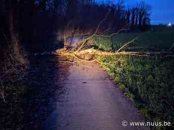 Omgevallen boom verspert Jonkheersveld – NUUS - NUUS