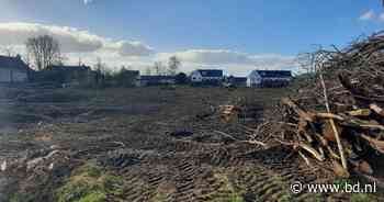 Alles mocht plat, behalve die ene boom. En dan wordt die tóch gekapt. Heusden boos - BD.nl