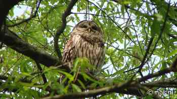 Beschermde bosuil redt boom in Sterrebos van kap - NOS op 3