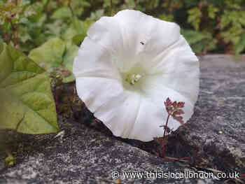 The Low False Bindweed, Caroline Valentine, Gumley House