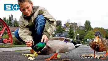 Herdecke: Am Ruhrufer besser kein Brot an Vögel verfüttern - Westfalenpost