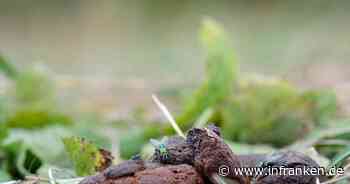 Küps: Auto mit Kot beschmiert - Polizei ermittelt