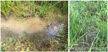 Kleine Hirne, schwache Herzen, krumme Körper: Pflanzenschutzmittel mit Glyphosat stören Entwicklung von Kaulquappen