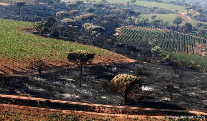 Après l'incendie de Gonfaron, comment restaurer la forêt ?