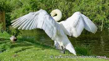 Charlotte's Swans - Dan Riddle, St. George's College
