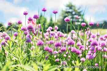 Potremmo fare il pieno di vitamina C e K con questa erba aromatica da seminare proprio a marzo - Proiezioni di Borsa