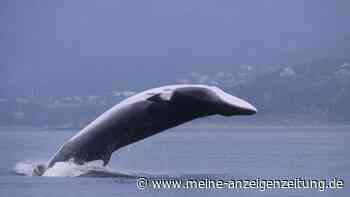 Island verbietet umstrittenen Walfang – Auslöser ist nicht der Tierschutz