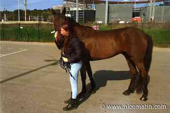 Elle lance un appel à l’aide pour sauver son cheval de l'abattoir