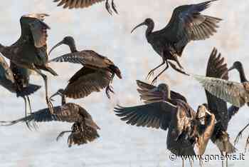 Uccelli acquatici svernanti, sono oltre 13mila nel Padule di Fucecchio - gonews