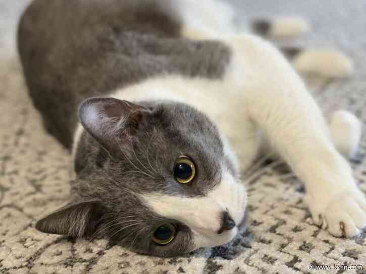 Meet the Austin cat sitters who cared for 30+ pets during 2021 storm