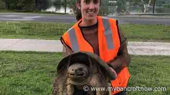Turtle advocacy group calling on Haliburton County council to better protect century-old turtle