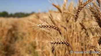 Wheat and corn prices could jump if Russia invades Ukraine