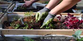 Wenn Kohlrabis mitten in der Stadt gedeihen: Jetzt mitmachen beim Gartenprojekt - Waltroper Zeitung