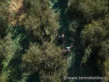 «Difendiamo il Molise: giù le mani dalle eccellenze agricole» - Termoli Online