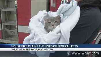 5 puppies die in Rochester house fire