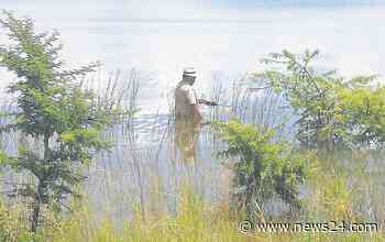 Smaller carp both a blessing and a curse - News24