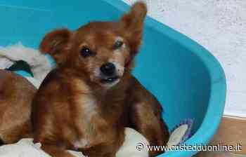 Radio Zampetta, sos di Alessandra di Sestu: "Snooky scomparsa da 3 giorni, aiutatemi a ritrovarla" - Casteddu Online