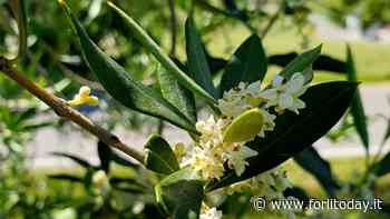 Bertinoro sempre più città dell'olio: corso con uno dei maggiori esperti italiani di potatura dell'olivo - ForlìToday