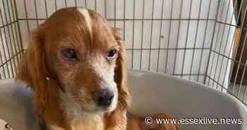 RSPCA: Pregnant dog abandoned in Basildon gives birth to litter of puppies hours later - Essex Live