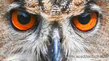 Erste Vögel beginnen mit der Balz: Singvögel erst später - Süddeutsche Zeitung