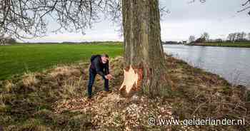 Met kippengaas racen tegen de schade die de bever aanricht langs de Maas in Heumen - De Gelderlander