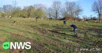 Werknemers Gents bedrijf planten 3.000 bomen in Brakel: "Eindejaarsgeschenk klanten én teambuilding personeel" - VRT NWS