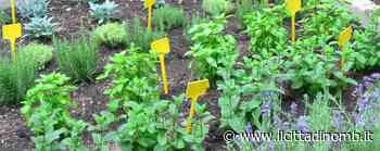 “Monza green energy”, col Bando giovani progetti a tutto tondo a tema ambientale - Il Cittadino di Monza e Brianza