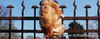 Gallina uccisa e appesa alla cancellata dell'ex Macello di Monza, la rabbia di Enpa: “Crudeltà mai vista qui, chi ha visto parli” - Il Cittadino di Monza e Brianza